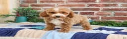 Miniature Poodle dogs for sale: Rhett - Ad 5
