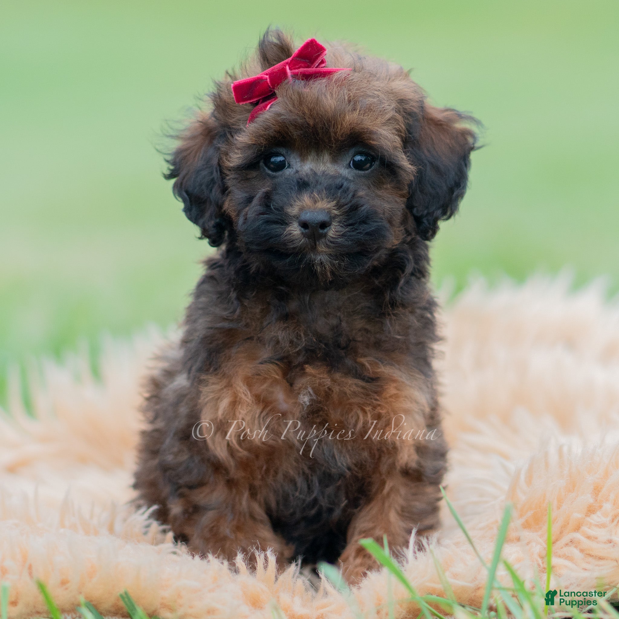 Toy Poodle dogs Teeka - Ad 16