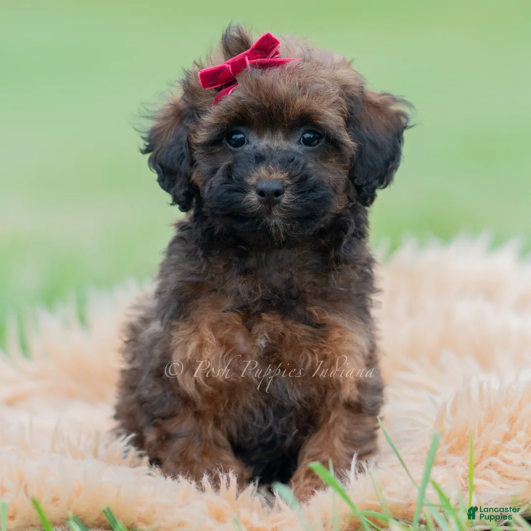 Toy Poodle dogs for sale: Teeka - Ad 1