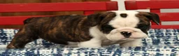 English Bulldog dogs for sale: Petunia - Ad 9
