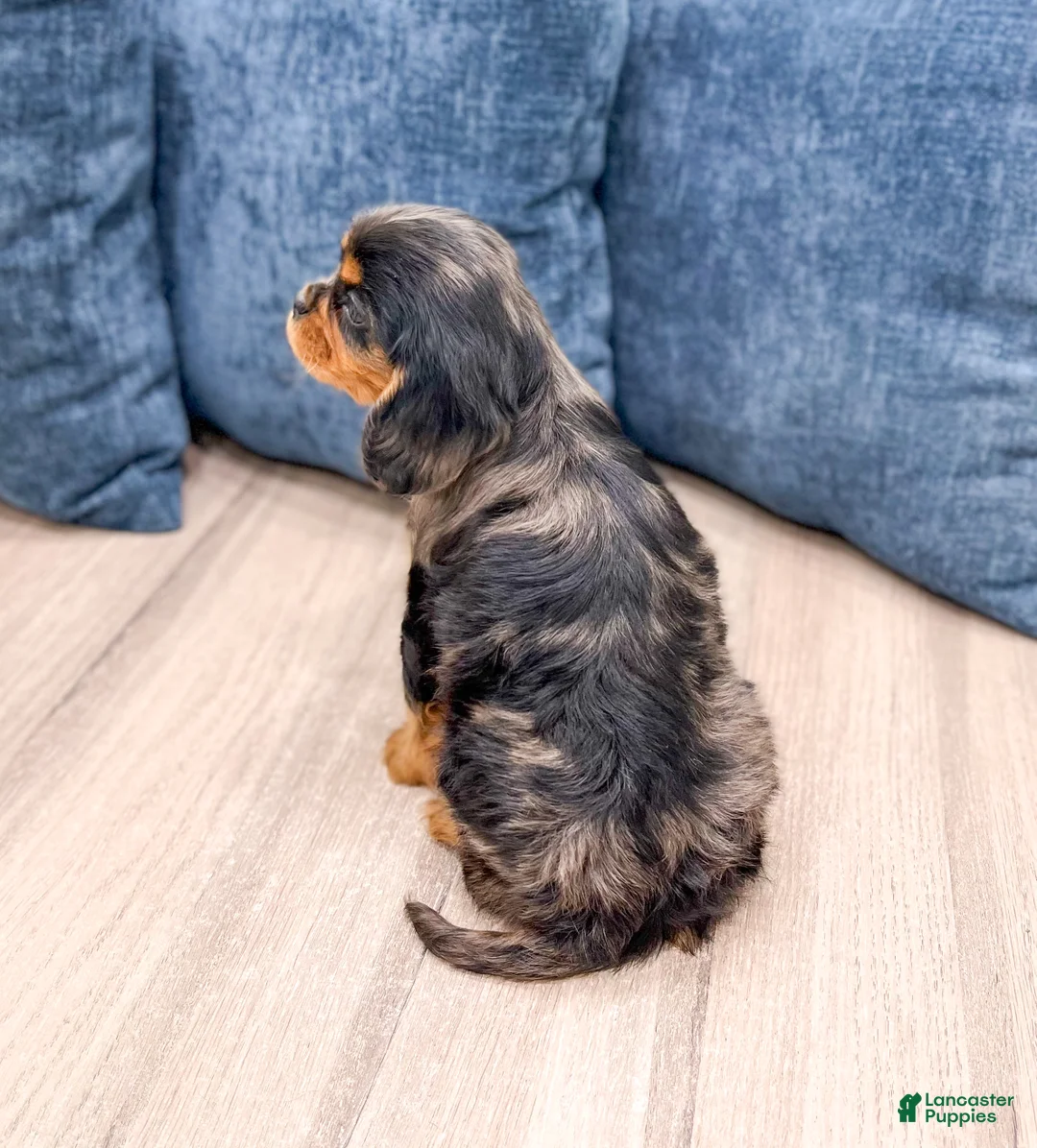 Cavalier King Charles Spaniel dogs for sale: Theo - Ad 5