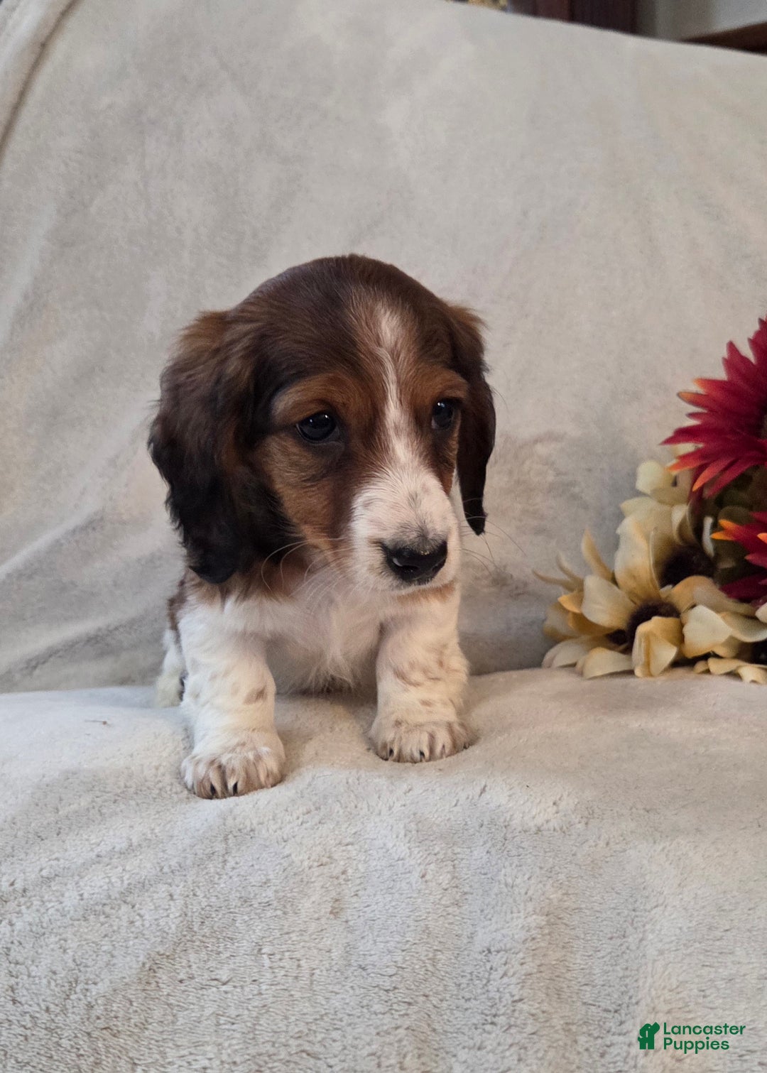 Miniature Dachshund dogs for sale: Peppermint  - Ad 2