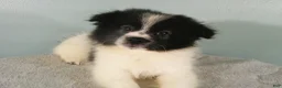 Pomeranian dogs for sale: Dylan - Ad 2