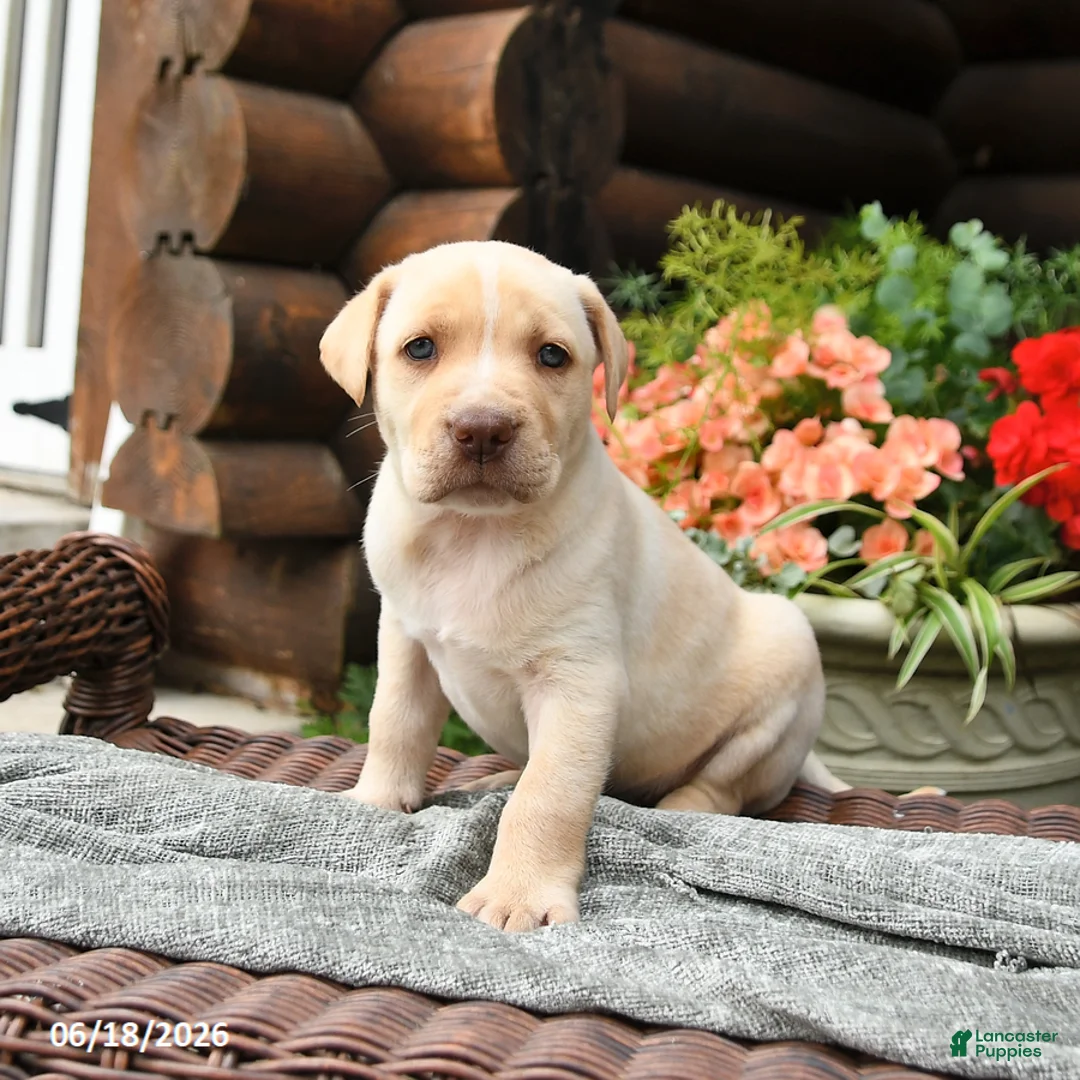 Boxador dogs for sale: Beauty  - Ad 2