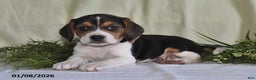 Beagle dogs for sale: Marla - Ad 2