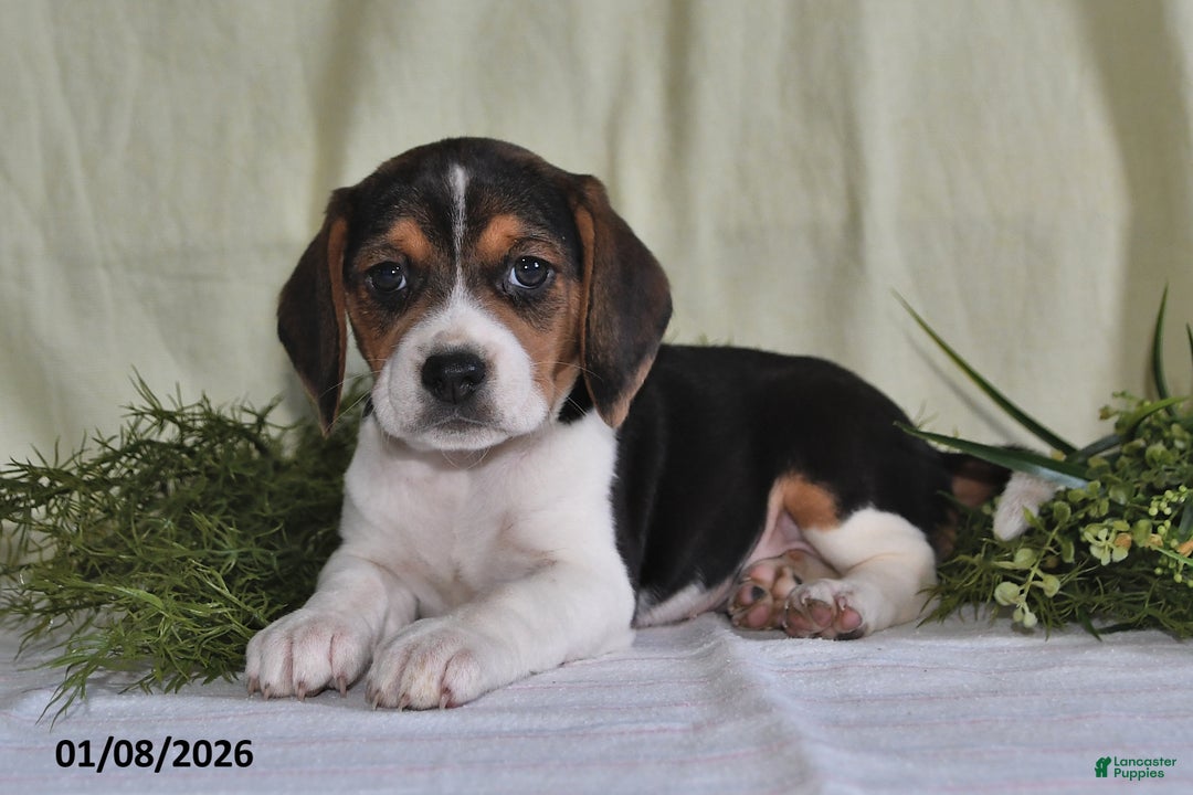 Beagle dogs for sale: Marla - Ad 2
