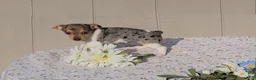 Jack Russell Terrier dogs for sale: Blossom - Ad 6