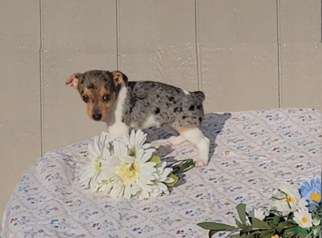 Jack Russell Terrier dogs for sale: Blossom - Ad 6