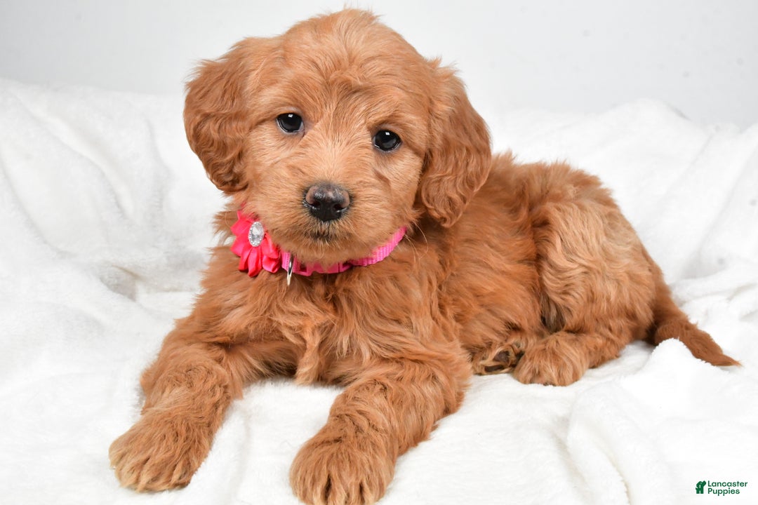 Mini Goldendoodle dogs for sale: Briella - Ad 6