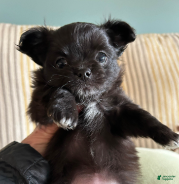 Chihuahua dogs Ebony - Ad 2