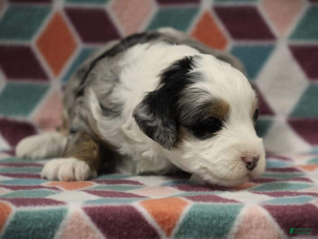 Mini Bernedoodle dogs Sandy - Ad 28