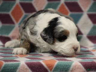 Mini Bernedoodle dogs Sandy - Ad 37