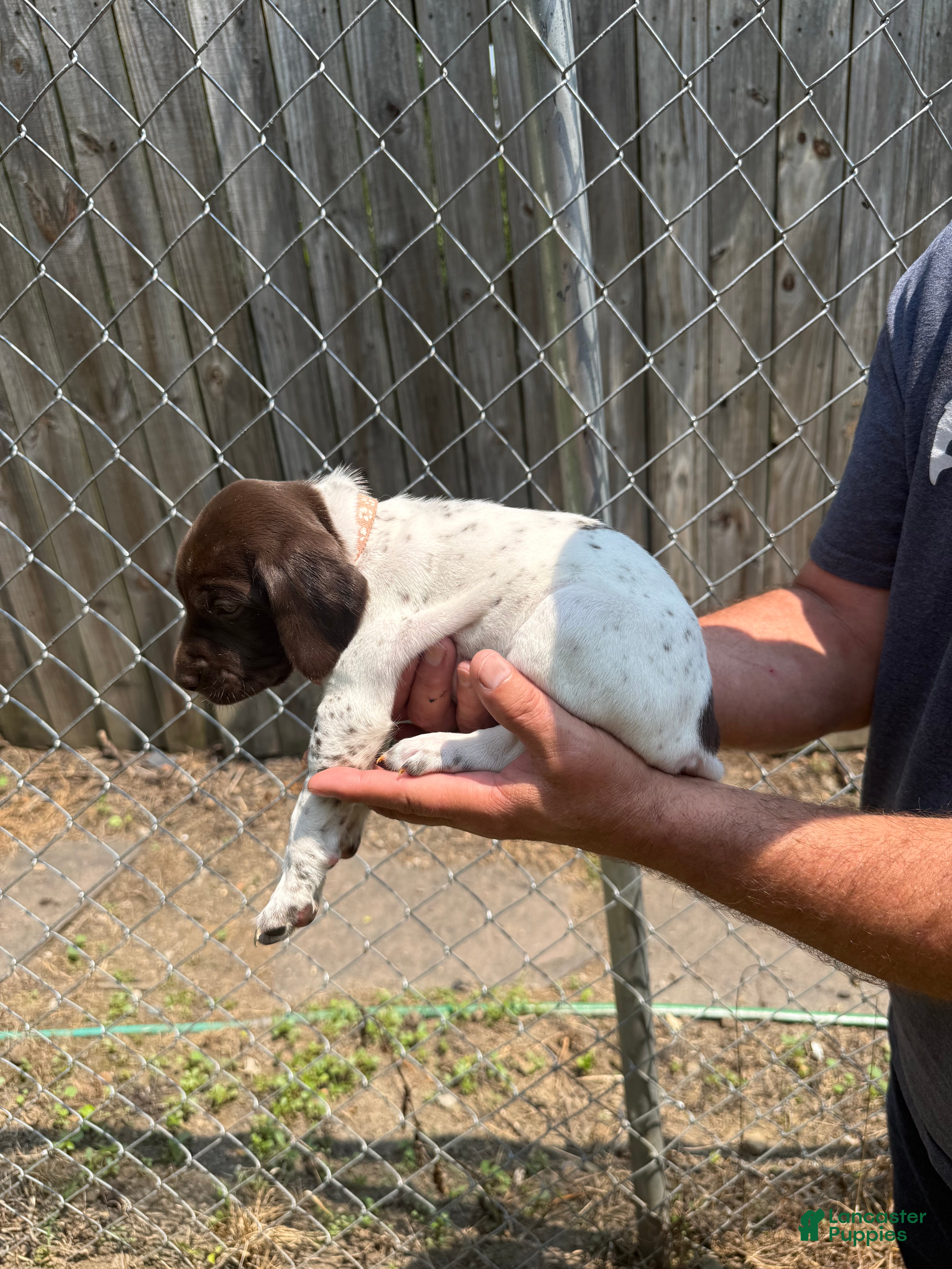German Shorthaired Pointer dogs Bingo - Ad 15