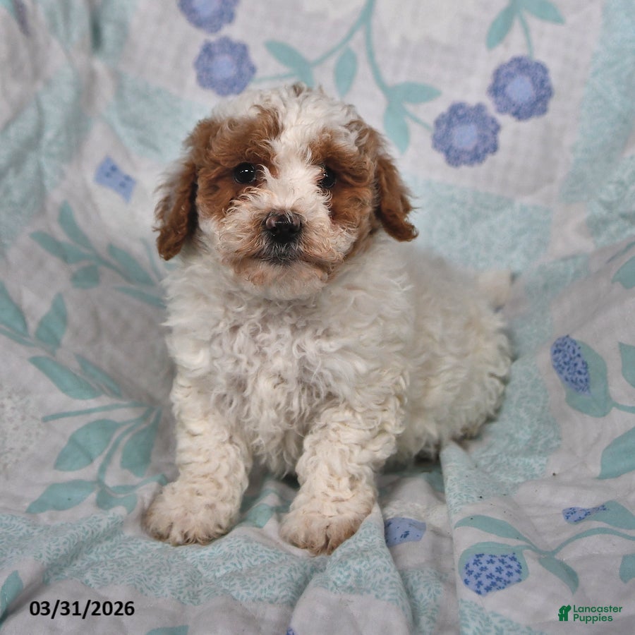 Cavapoo dogs Polly - Ad 1