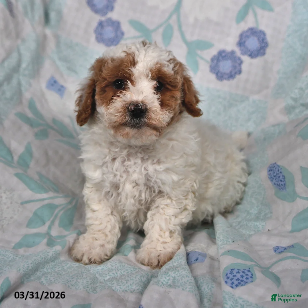 Cavapoo dogs for sale: Polly - Ad 1
