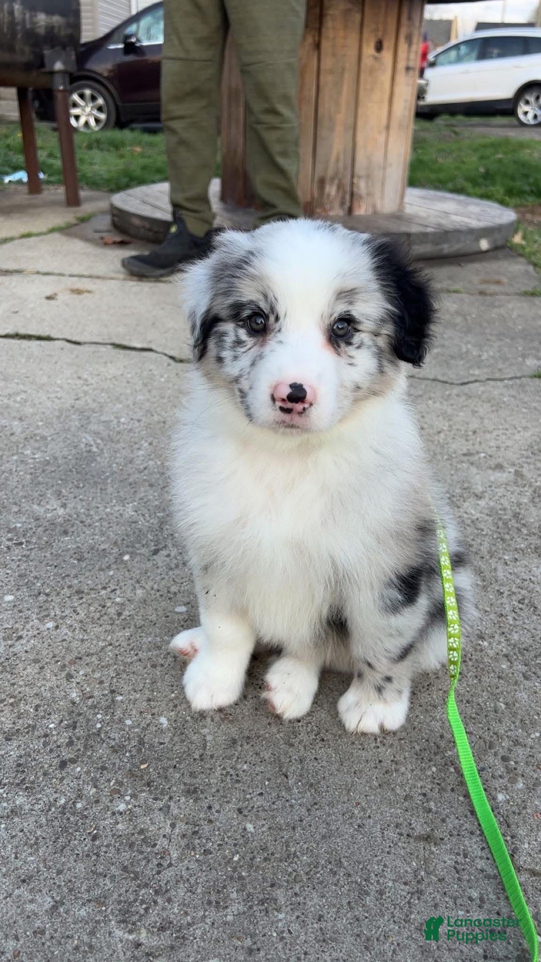 Gallery Image {{count}}