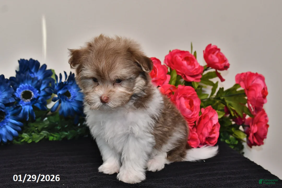 Havanese dogs for sale: Timmy - Ad 4