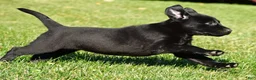 Labrador Retriever dogs for sale: Luna - Ad 8