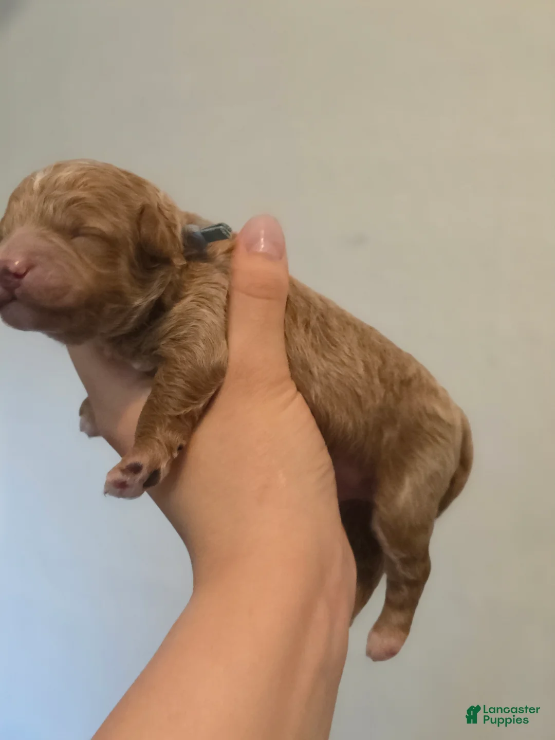 Mini Goldendoodle dogs for sale: Hermes - Ad 2