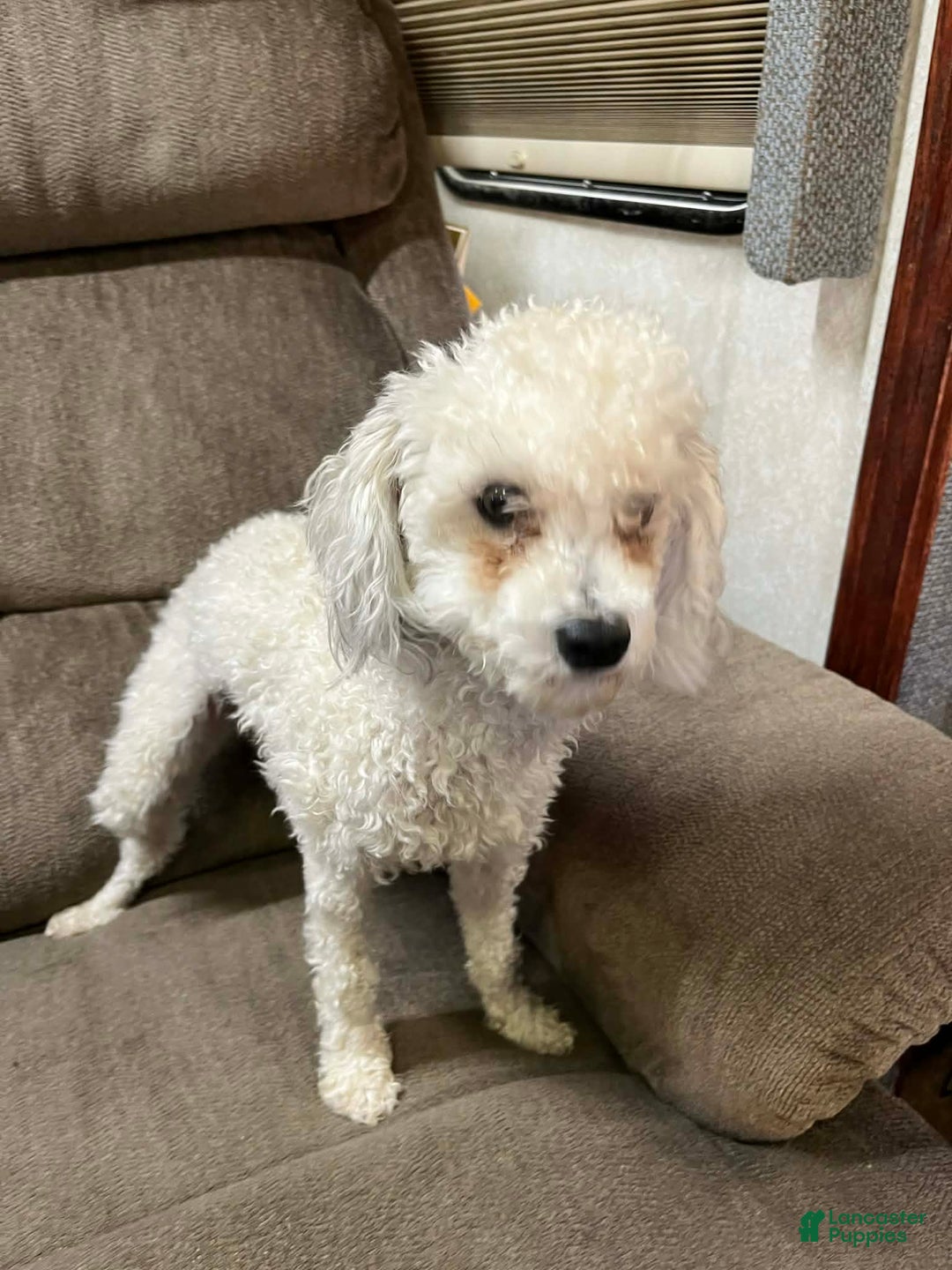 Ozzy for sale in Rising Sun Lancaster Puppies