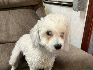 Toy Poodle dogs - Ad 8