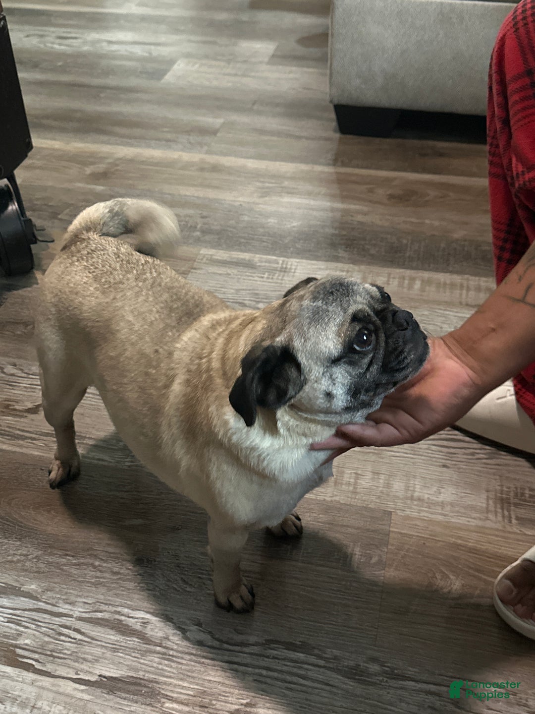 Pug dogs for sale: Pug Puppy 2 - Ad 2