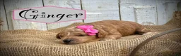 Miniature Poodle dogs for sale: Ginger - Ad 3