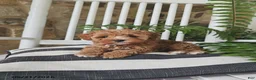 Cavapoo dogs for sale: Leo - Ad 6