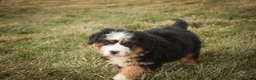 Bernedoodle dogs for sale: Pandora - Ad 6