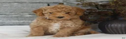Miniature Poodle dogs for sale: Madison  - Ad 3