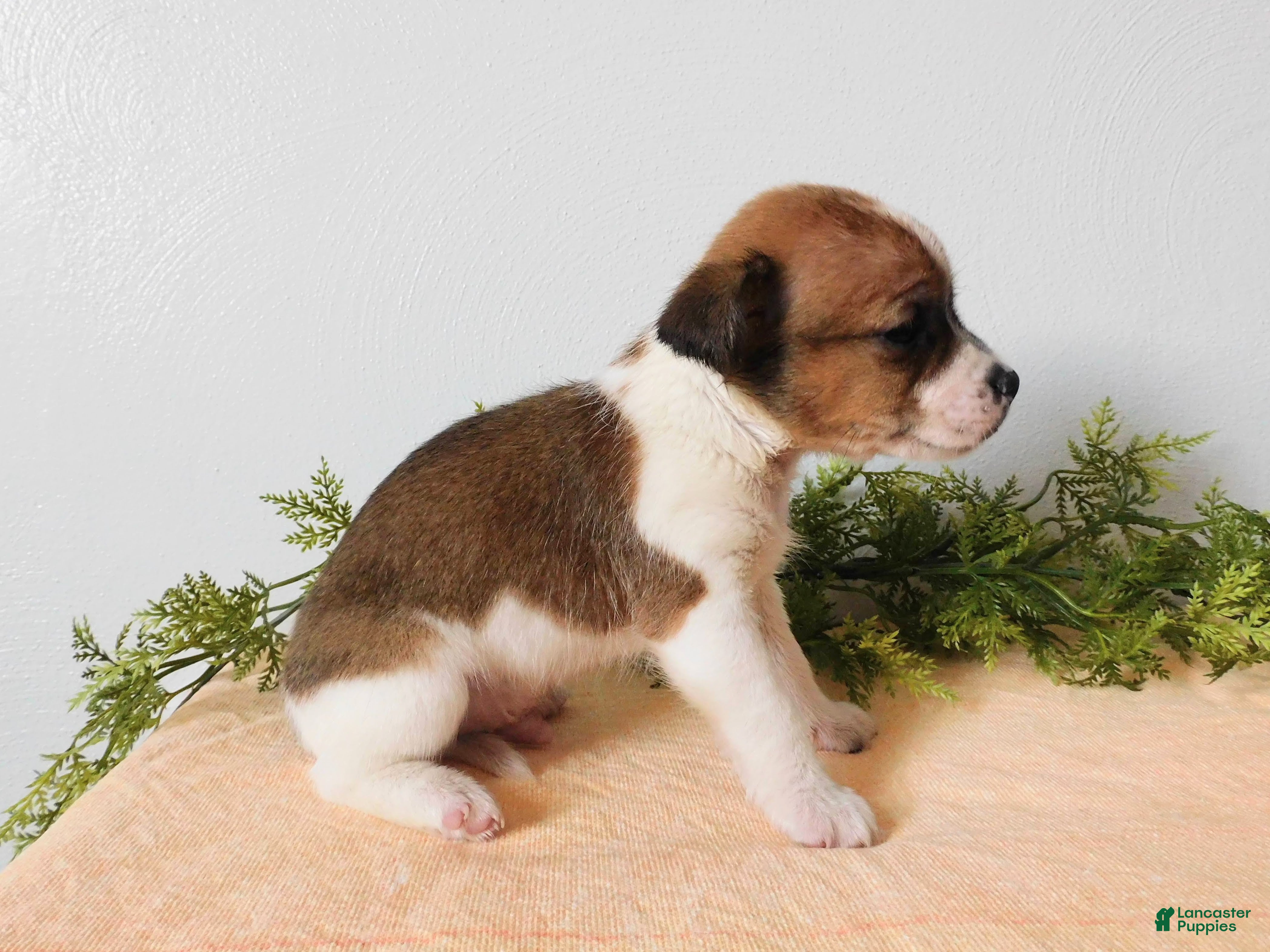 Jack Russell Terrier dogs Tucker  - Ad 2