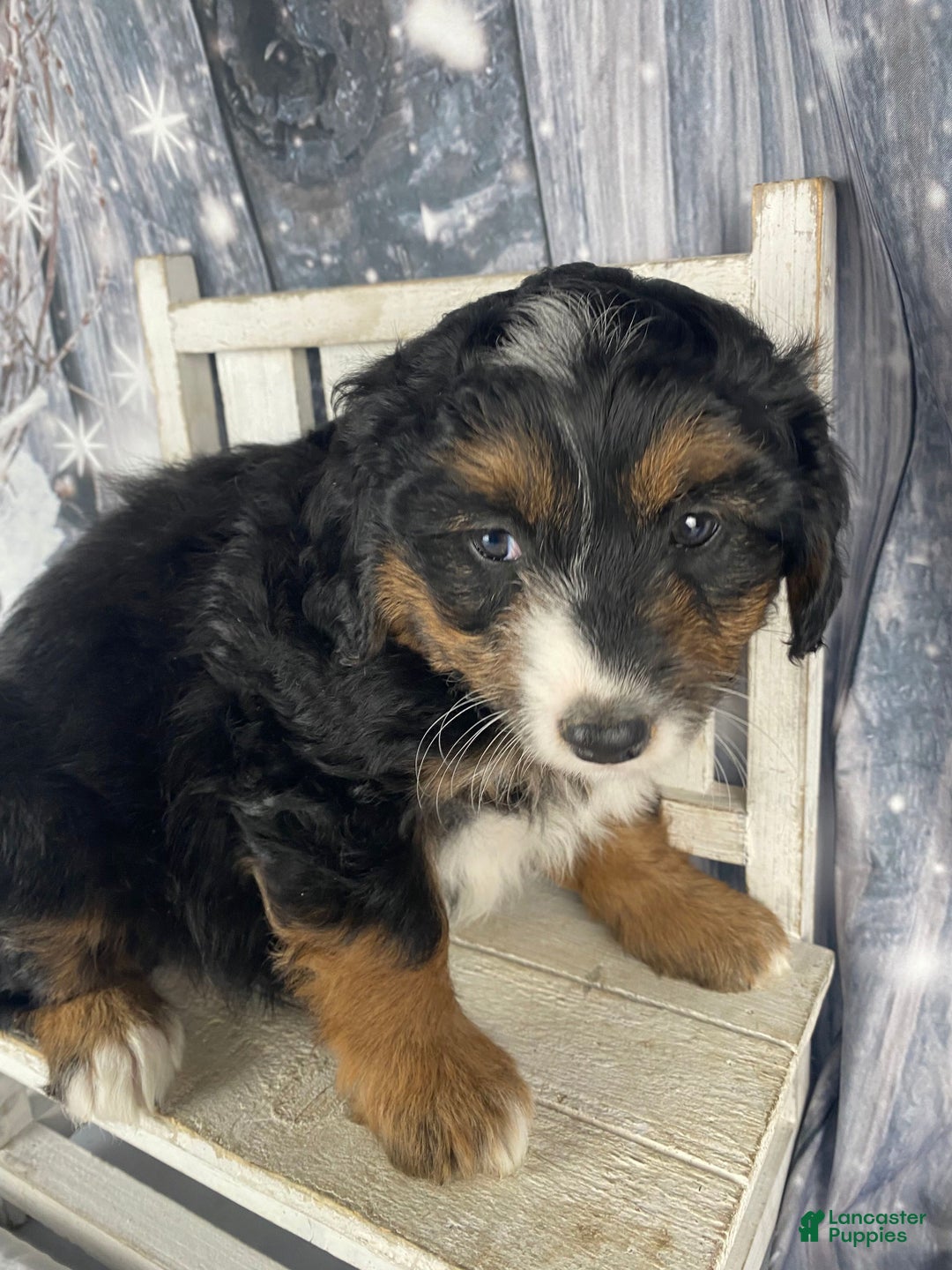 Aussiedoodle dogs for sale: Oreo - Ad 6