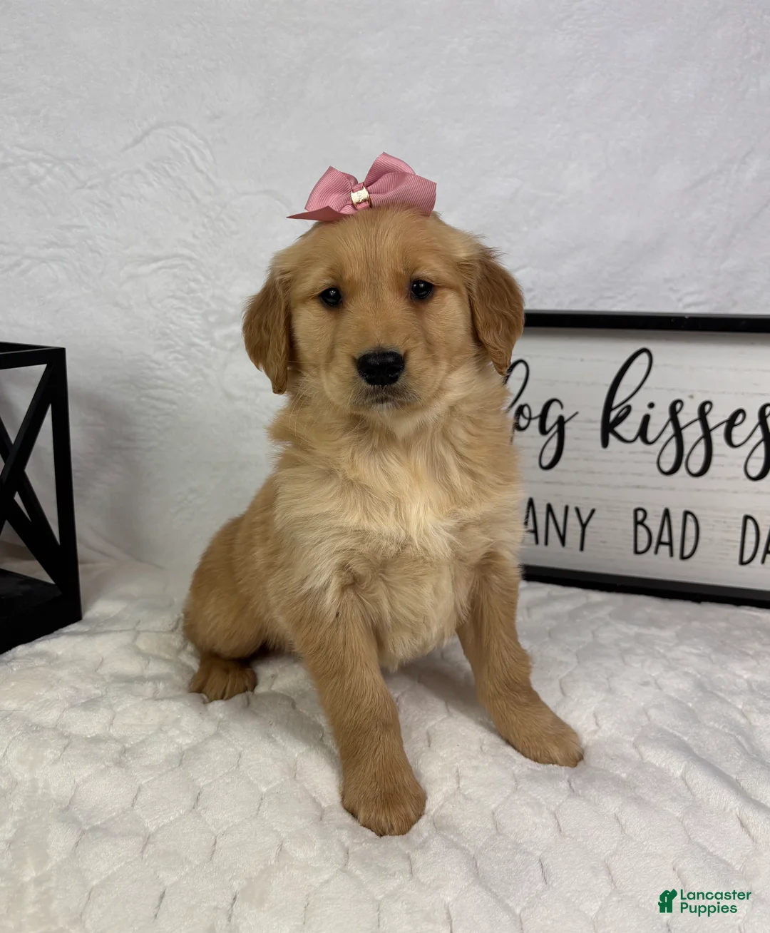 Golden Retriever dogs for sale: Gigi - Ad 2