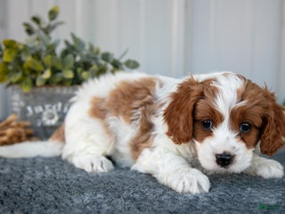 Cavapoo dogs - Ad 13