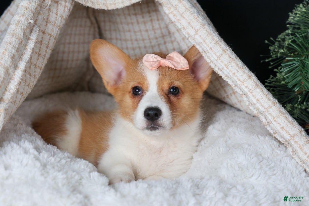 Welsh Corgi Pembroke dogs for sale: Iris - Ad 17