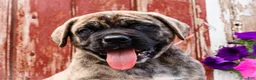 English Mastiff dogs for sale: Paul - Ad 2