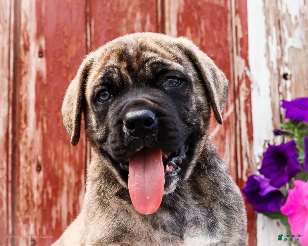 English Mastiff dogs for sale: Paul - Ad 2