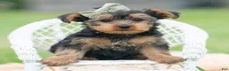 Yorkshire Terrier dogs for sale: Buddie - Ad 5