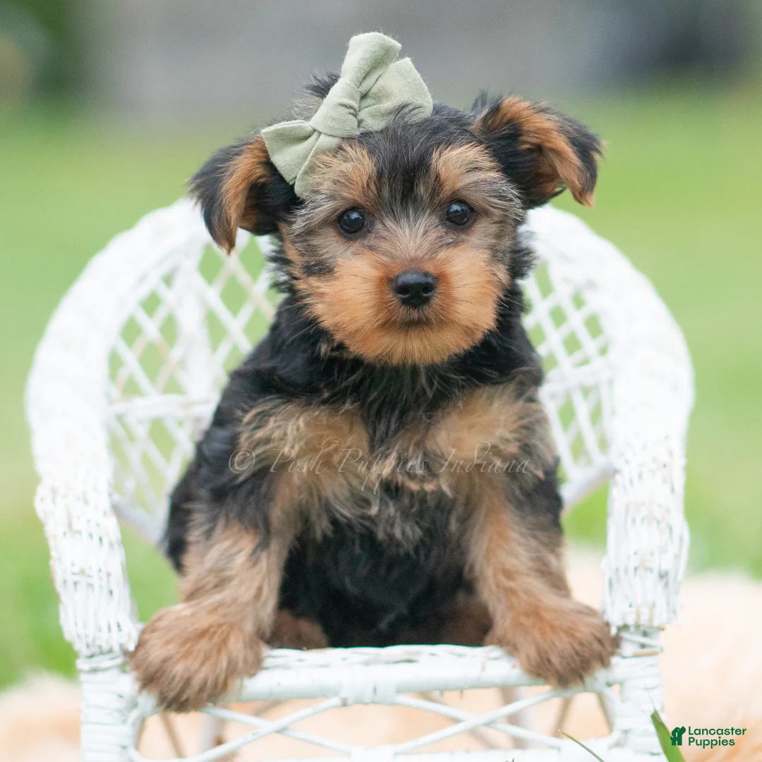 Yorkshire Terrier dogs for sale: Buddie - Ad 5