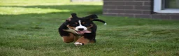 Bernese Mountain Dog dogs for sale: Maggie - Ad 9