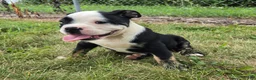 Olde English Bulldogge dogs for sale: Ed - Ad 8