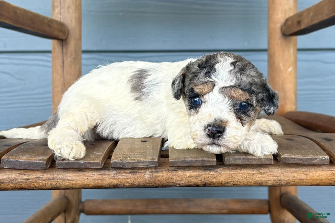 Cavapoo dogs for sale: Smudge - Ad 1