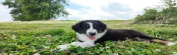 Australian Shepherd dogs for sale: Carolina - Ad 1