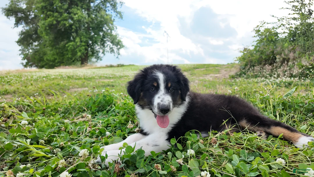Australian Shepherd dogs for sale: Carolina - Ad 1