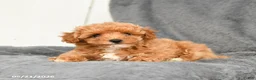 Toy Poodle dogs for sale: Lilac - Ad 4