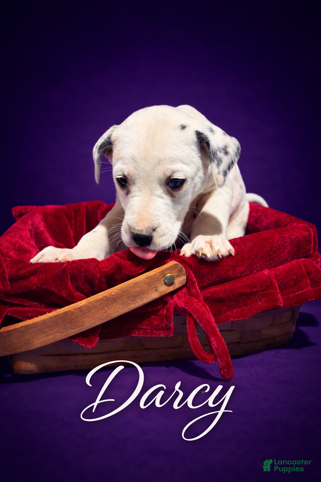 Dalmatian dogs Darcy - Ad 1