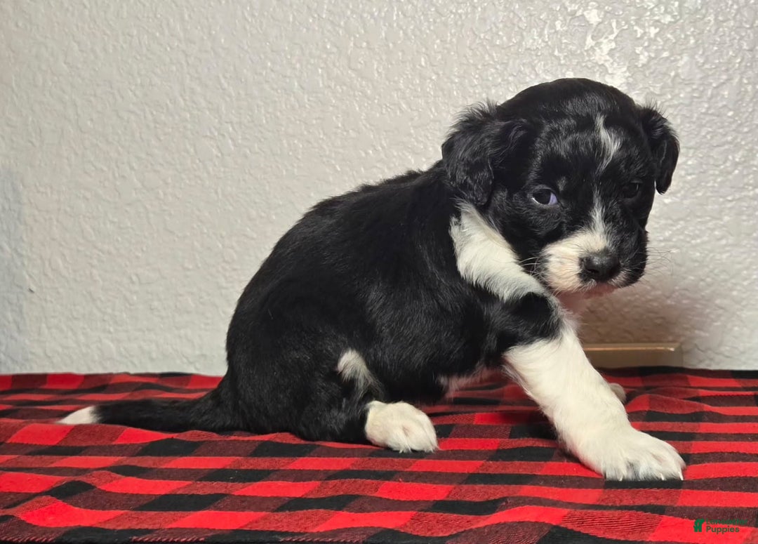 Mini Aussiedoodle dogs for sale: Finn – Male - Ad 4