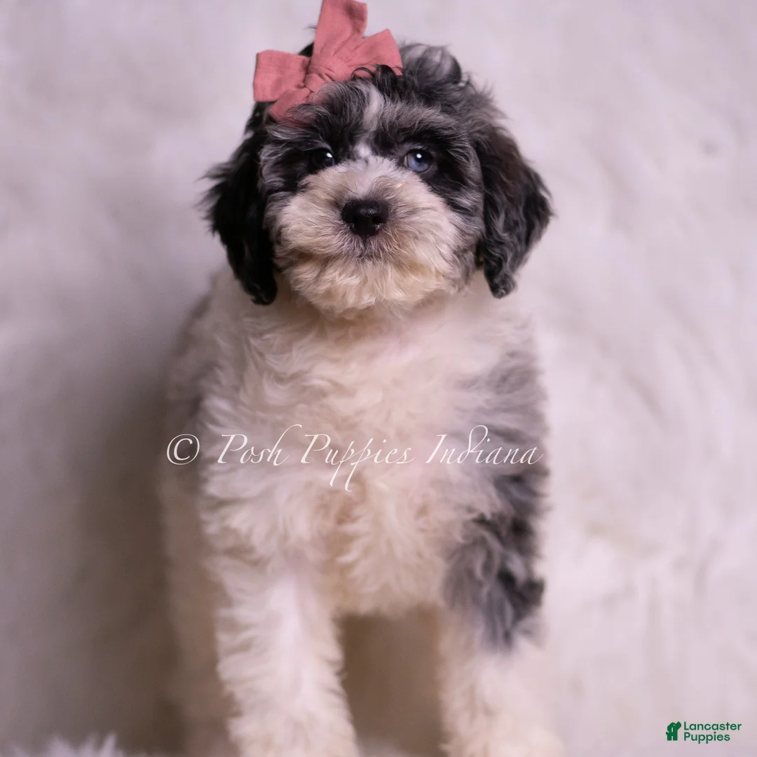 Mini Goldendoodle dogs for sale: Violetta - Ad 2