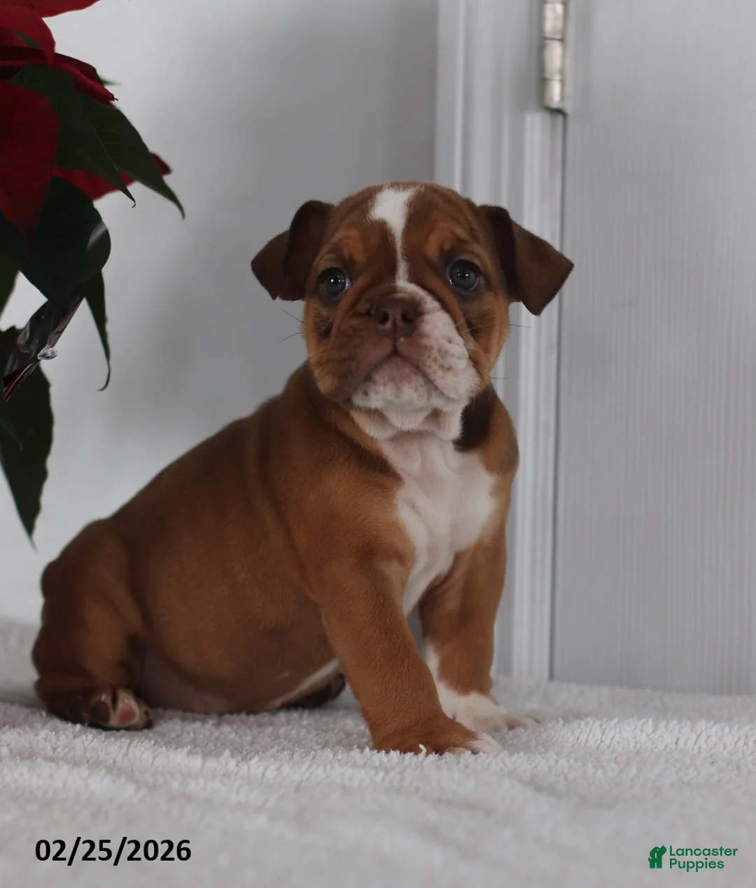 English Bulldog dogs for sale: Roxie - Ad 3