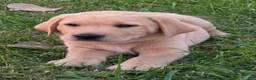 Labrador Retriever dogs for sale: Labrador Retriever 4Meet Your New Best Friend! Beautiful Yellow Female Labrador Retriever Puppies Available 💛 - Ad 9